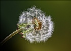 Dandelion - Michael Bull