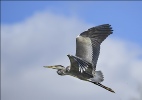 Grey Heron - Michael Bull