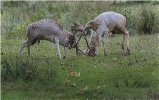 Fallow Deer Stags Rutting - Accepted (Colour PDI) - Roger Paxton