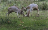 Fallow Deer Stags Rutting - Accepted (Colour PDI) - Roger Paxton