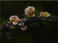 Fungi Cripidotus Caspari - Michael Bull