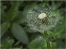 Seeding Dandelion - Roger Paxton