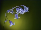 Bluebells - Michael Bull