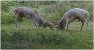 Fallow Deer Rutting-Roger Paxton