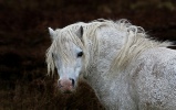 Wild Shropshire Pony - Accepted (Colour PDI) - Roger Paxton