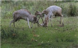 Fallow Deer Stags Rutting - Accepted (Colour PDI) - Roger Paxton